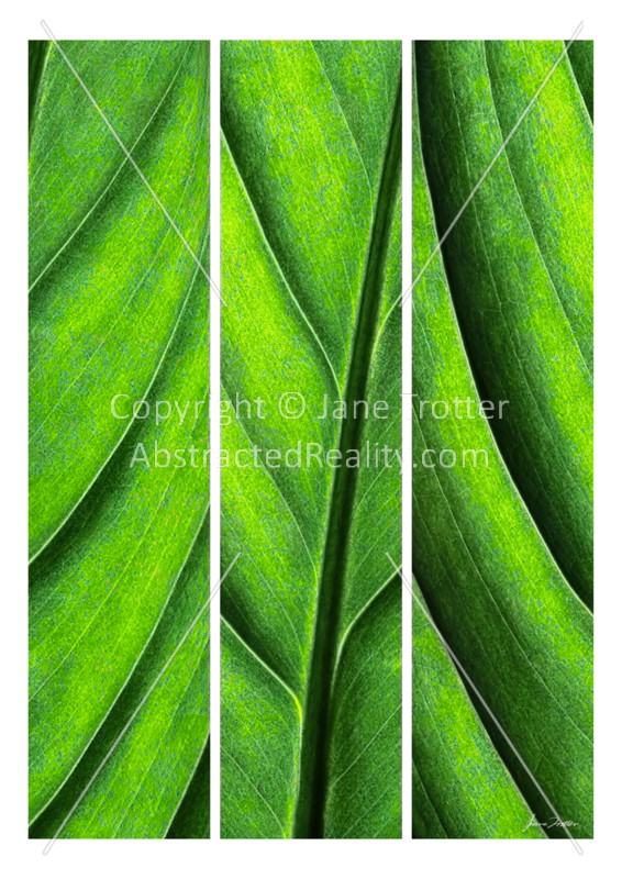 'Leaf Drapery' - Abstract Art by Jane Trotter